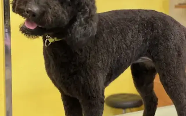 Well Groomed Pets Las Vegas in Las Vegas, NV