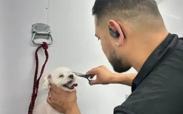 Dogfathers Grooming Service Plus in Lomita, CA