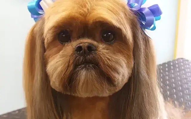 K9 Grooming in Warren, OR
