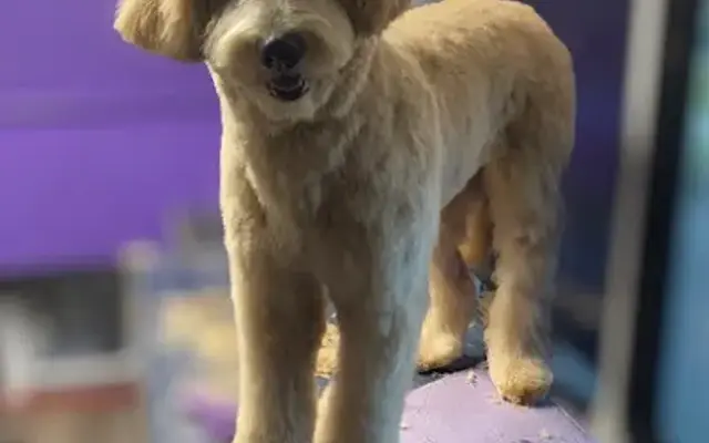 Groovy Grooming in Riverside, CA