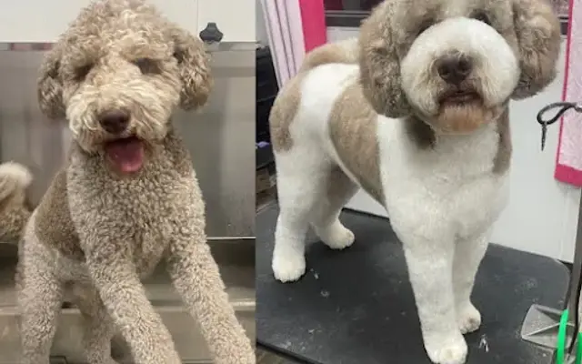 Coco The Groomer in Westerville, OH