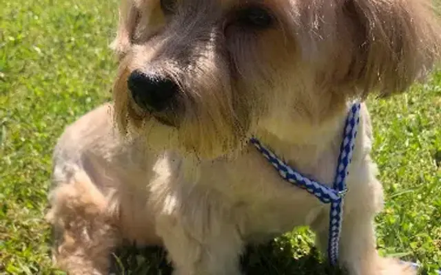 Happy Wags Bone-Afide Boarding & Grooming Facility LLC in Bowersville, GA