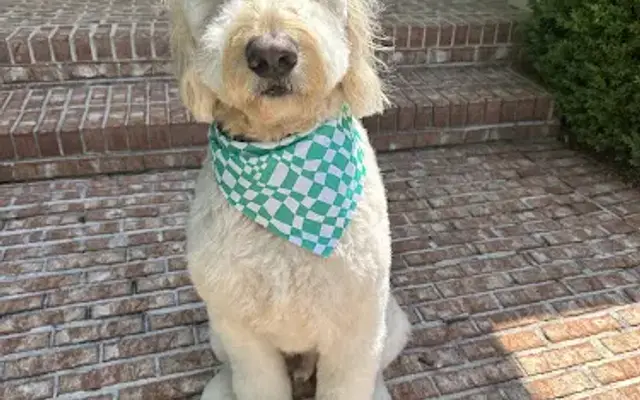 At Your Bark & Paw in Alpharetta, GA