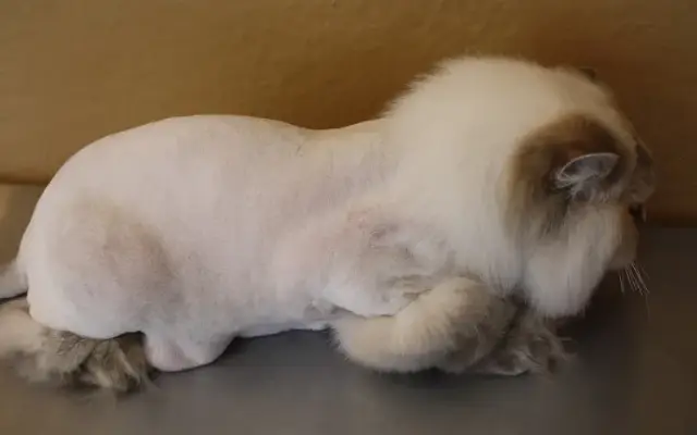 Purrr Luxury Cat Grooming in St Paul, MN