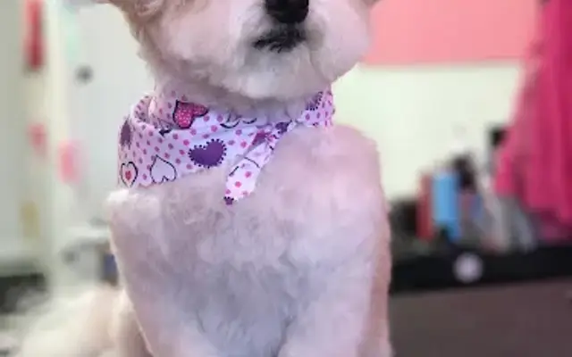 Dog Styling and Boutique in Glendora, CA