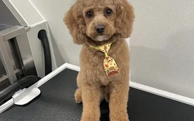 Fresh Pup Cuts in Los Angeles, CA