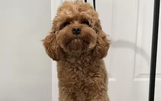 Bites & Paws Pet Grooming | Dental & CPR Training in Weston, FL