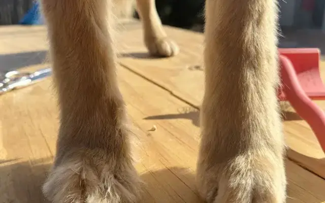 Tippy Taps Mobile Pet Nail Trimming in Oklahoma City, OK