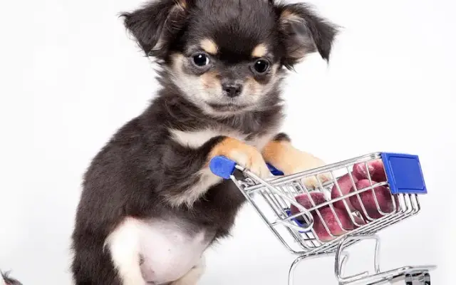 Spoiled Petz Grooming Salon in Truckee, CA