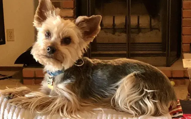 Donna's Custom Pet Grooming in Phoenix, AZ