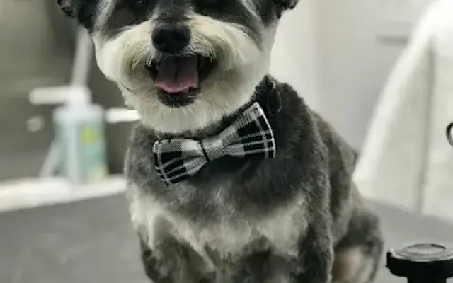 Divine Dogs Pet Salon in Ririe, ID