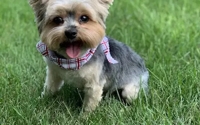 Bark Avenue Pet Grooming Salon in Honey Brook, PA