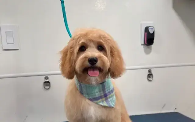 The Barking Spa Mobile Pet Grooming in Miami Springs, FL