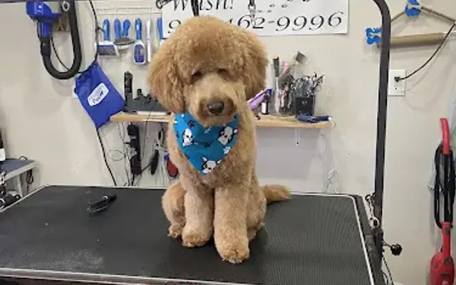 Mango's Dog you Wash and Grooming Services LLC in Dover, NJ