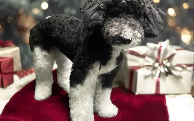 Punkin and Pals Pet Styles, LLC in Summerville, SC