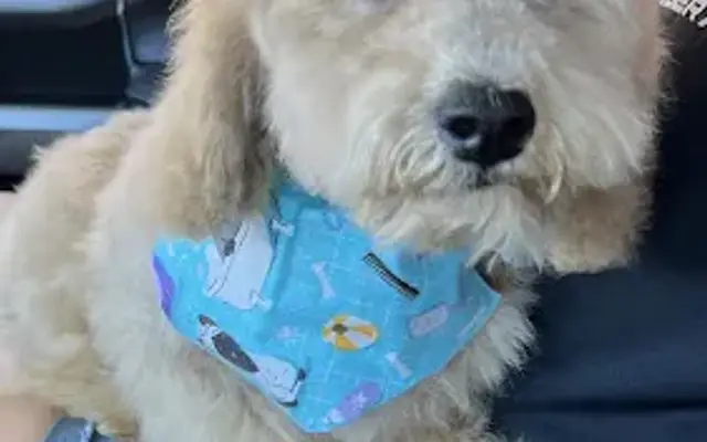 Precious Paws Grooming in Dunn, NC
