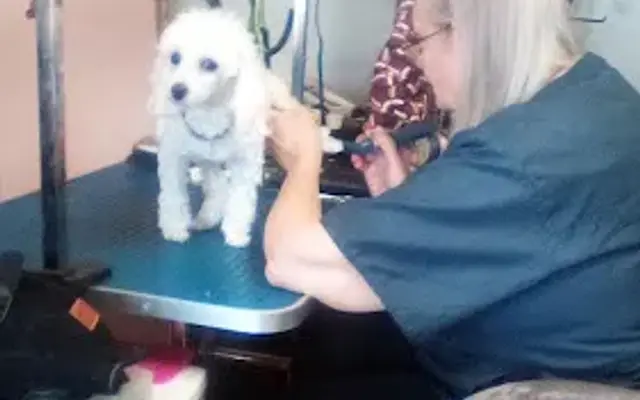 Grooming by teresa in Lone Grove, OK