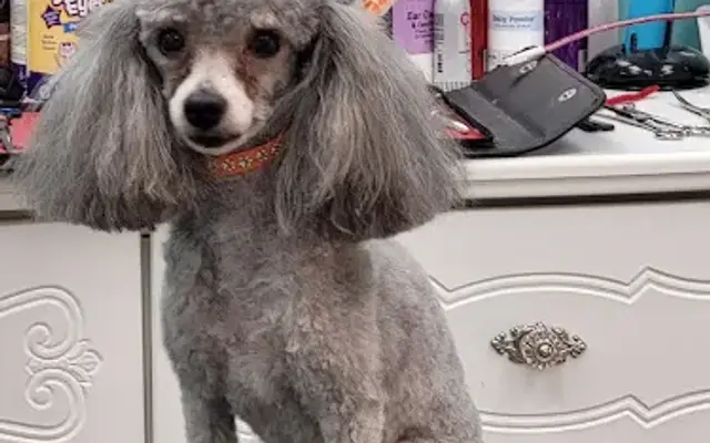 In your home dog grooming in Mesa, AZ