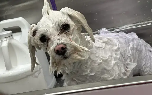 Paw of Luxury Grooming in Columbus, NJ