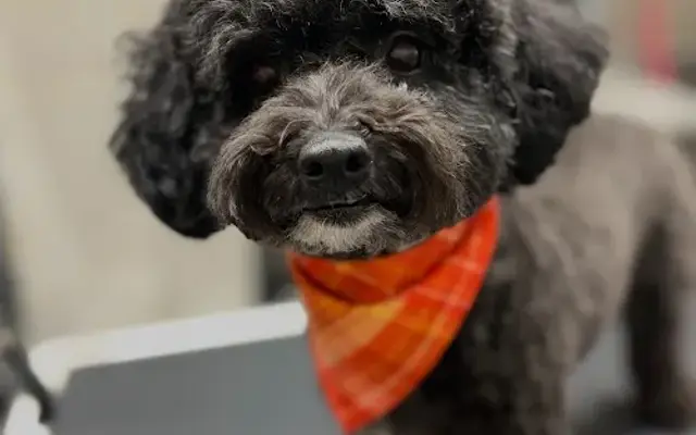 Humble Pupz in Akron, OH