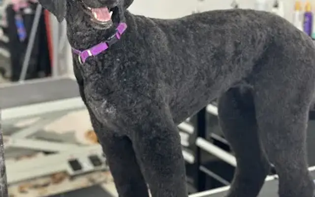 321pawsitivevibes in Melbourne, FL
