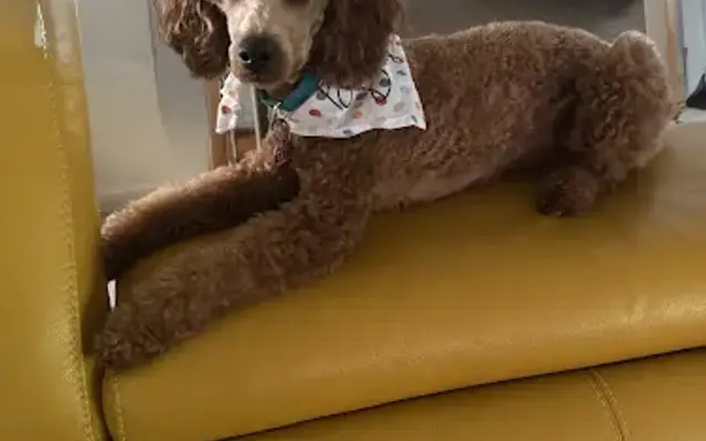 Petco Grooming in Beachwood, OH