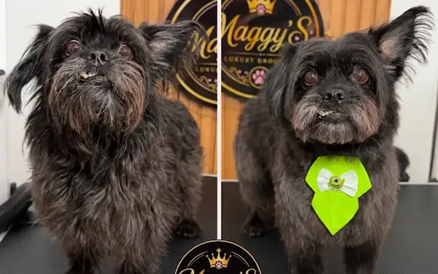 Maggy'S Luxury Grooming in North Port, FL