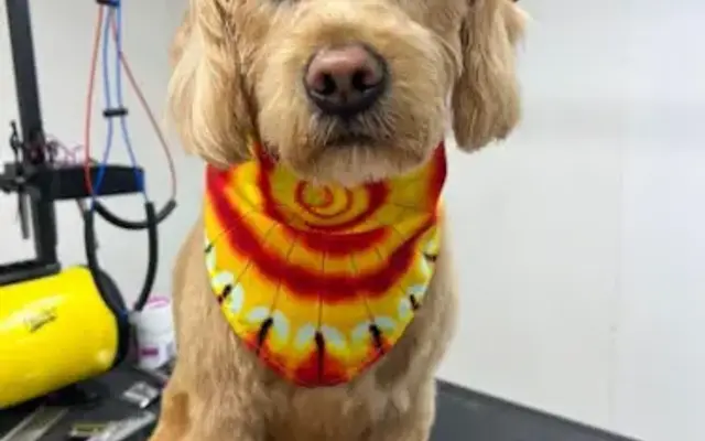 Divine Doggie Pet Grooming in Whiteville, NC