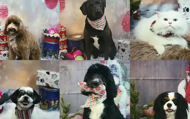 Wizard of Pawz Pet Spa in Milwaukee, WI