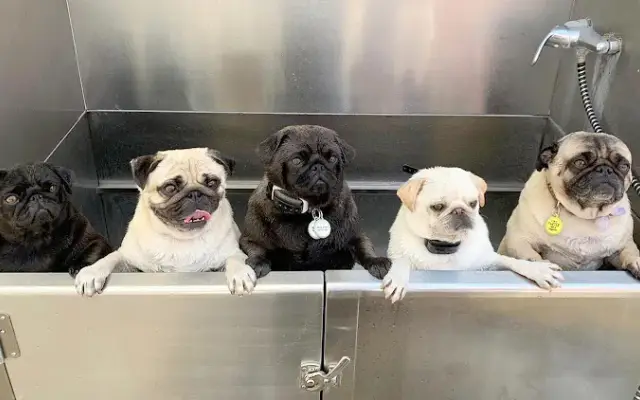 The Bark Bar in Irvine, CA