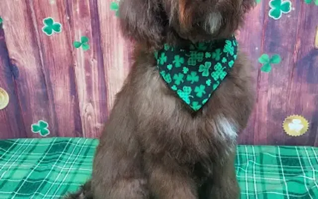 Gentle Touch Grooming in Reynoldsburg, OH