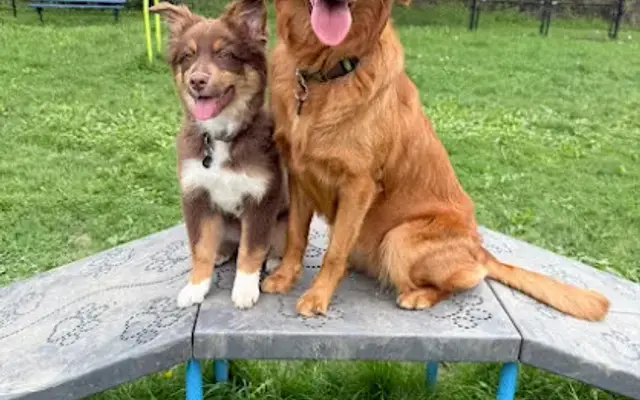 Laura's Critter Care, LLC in Getzville, NY