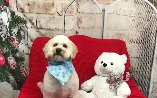 Pet Connection Care Center in Warren, OH