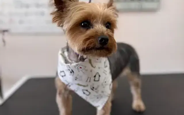 Clip It Good Grooming- North in Medina, OH
