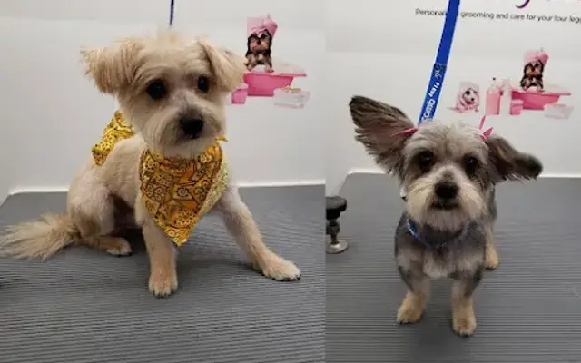 Traveling Paw Spa in Carroll, OH