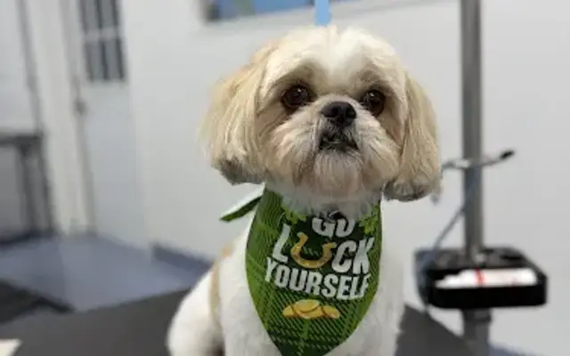 Wag and Well Grooming in Cypress, TX