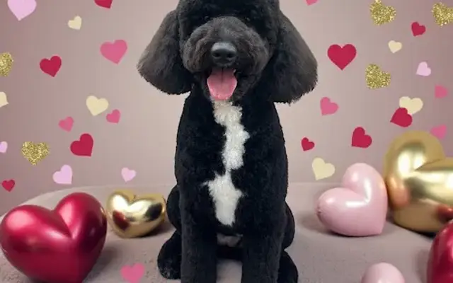 Orlando's Creative Groomer in Winter Park, FL