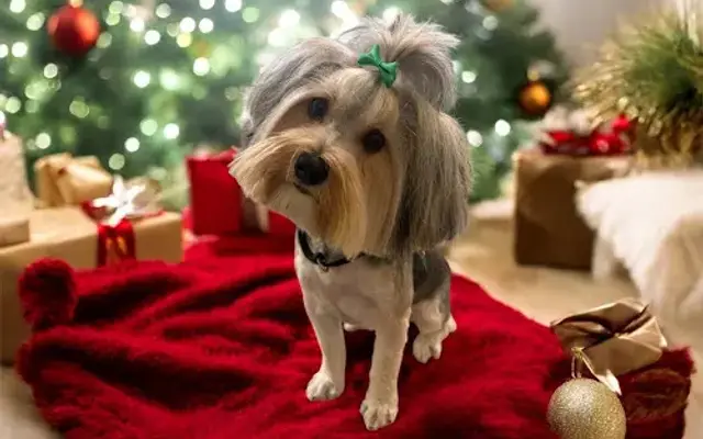 Ashlee's Grooming in Sherman, TX
