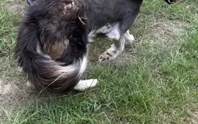 Barks N Bubbles Mobile Spa LLC in Longview, TX