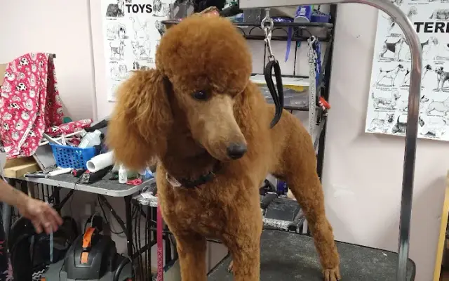 Sniffany's Pet Spa in Williston, FL