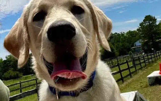 Mutts With A Mission in Virginia Beach, VA