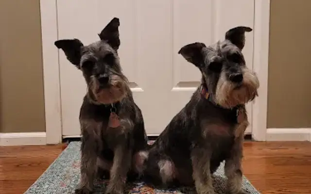 PetSmart Grooming in Woodinville, WA