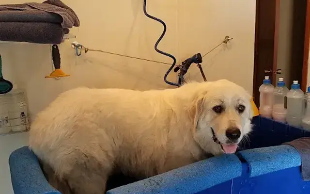 Dirty Dawgs Pet Grooming in Lindstrom, MN