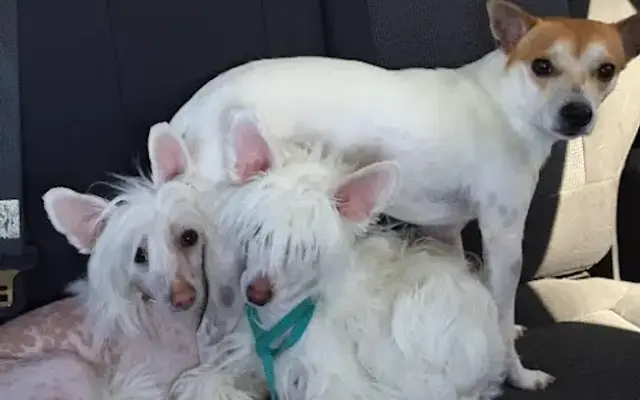 Fairy Tails Pet Spa in South Point, OH
