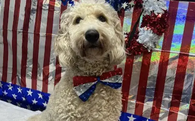 Canine Comfort in Hickory, NC