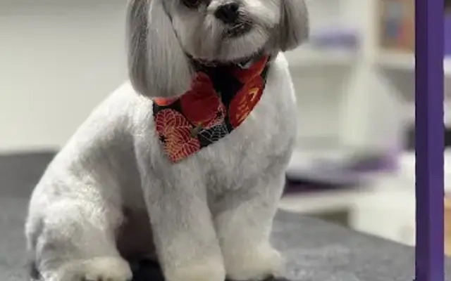 Dirt 2 Dazzle Dog Spa in Greeneville, TN