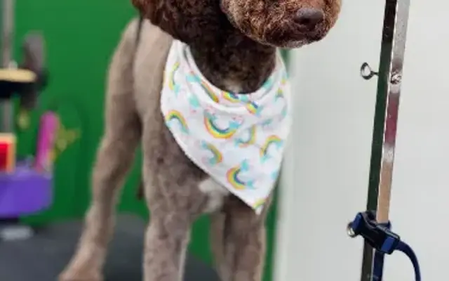 Iconic Dog Grooming in Spring, TX