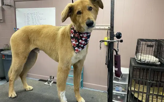 Groomingdales in Billerica, MA