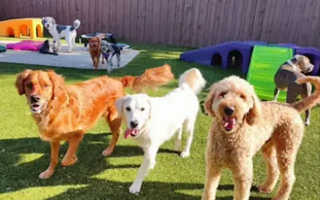 Pampered Pup'z in Libertyville, IL
