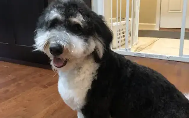 Happy Tails Grooming Salon in Niles, MI